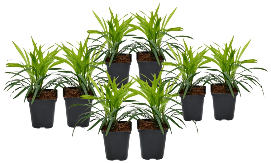 Image 3: Lote de 4 plantas Liriope Muscari