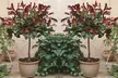 Photinia 'Red Robin' - Standard Tree or Potted Plants - Image 3