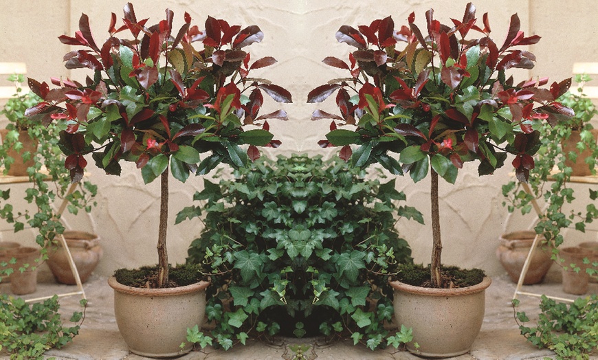 Image 3: Photinia 'Red Robin' - Standard Tree or Potted Plants