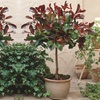 Image 3: Photinia 'Red Robin' - Standard Tree or Potted Plants