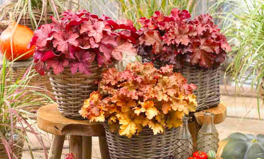 Image 9: 4 x 1 Litre Handsome Heuchera