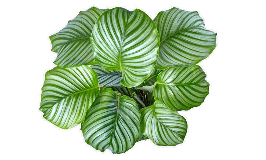 Image 6: Calathea, keuze uit 3 variëteiten