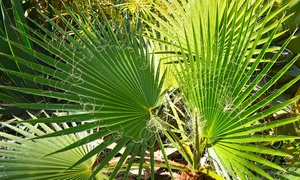 Trachycarpus ‘Windmill’ Palm Tree – 1, 2 or 3 Potted Plants