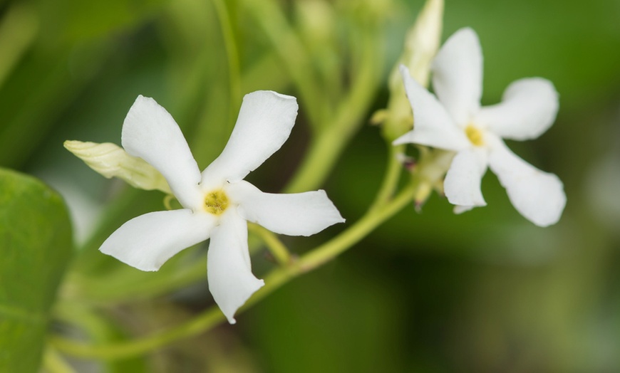 Image 4: 1 ou 2 plants de jasmin étoilé de 120 cm