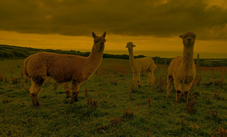 Image 4: Up to 51% Off on Llama Trekking Tour / Activity at Alpaca walkies