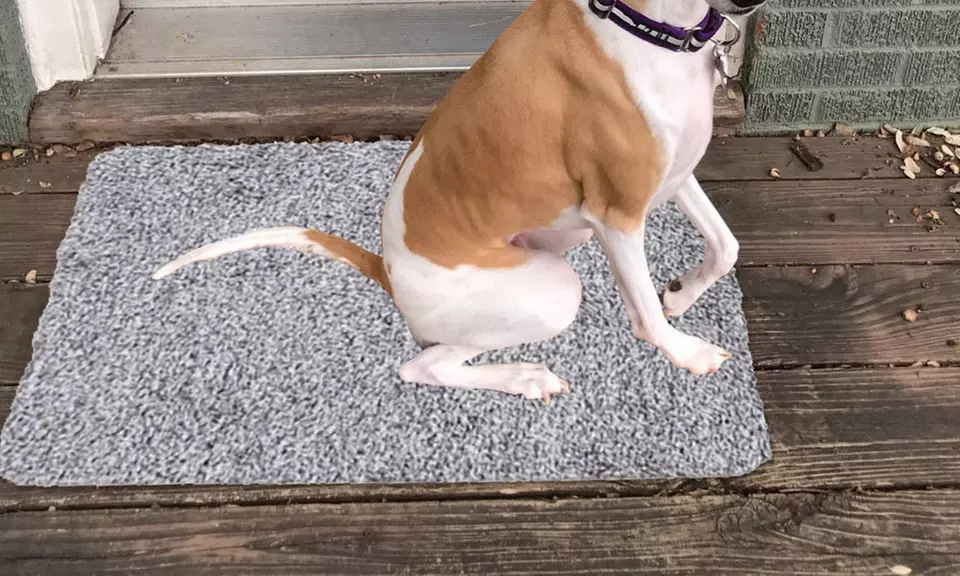 1 ou 2 paillassons magiques hypers absorbants pour animaux - Primary Image