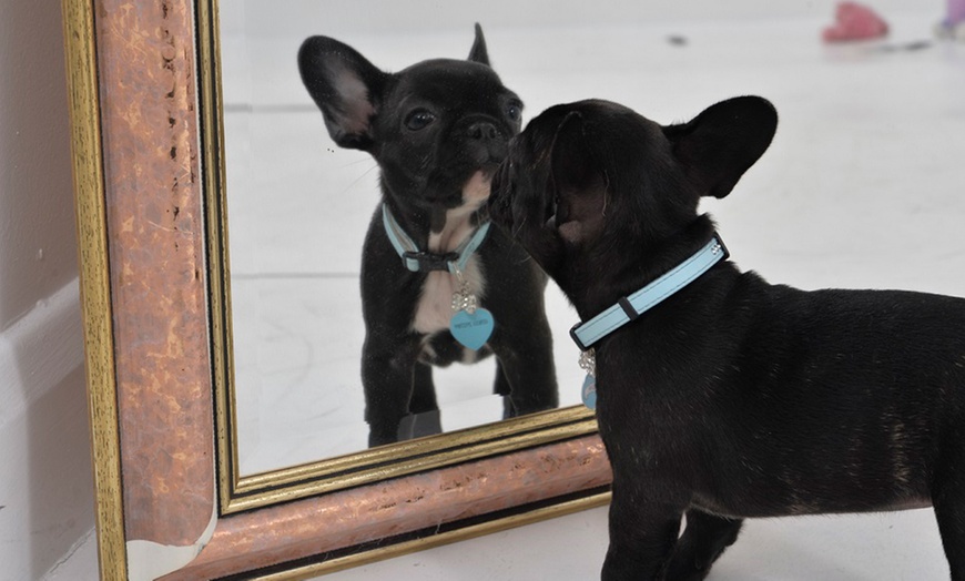 Image 7: Pets and Family Photoshoot