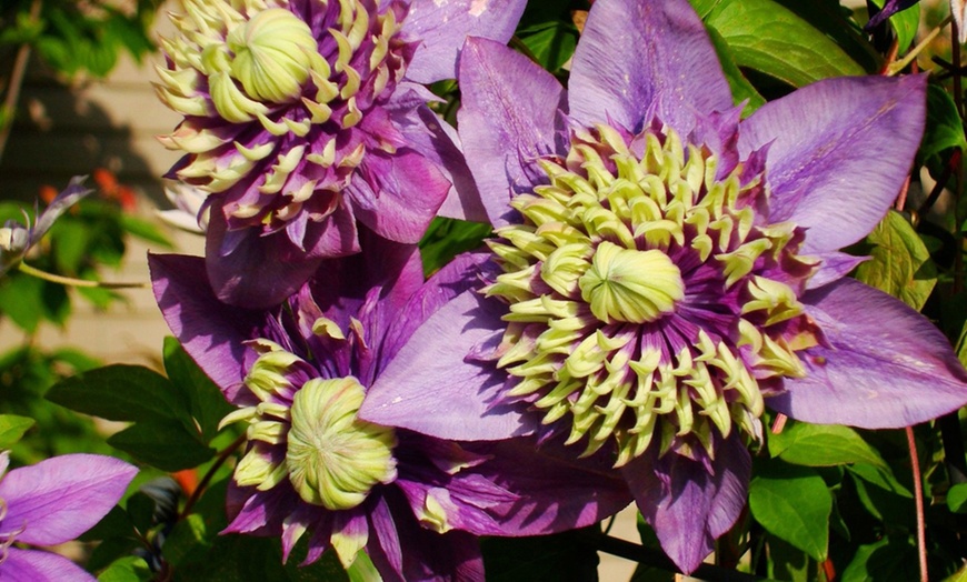 Image 3: Clematis Florida Taiga – One or Three Potted Plants
