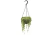 1 ou 2 plants de Séneçon de Rowley 20-30 cm Rootz - Image 2