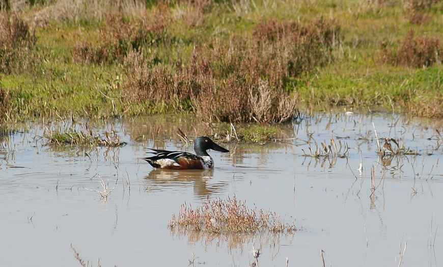 Image 9: Visita guiada al Parque Nacional de Doñana en 4x4 para adulto o niño