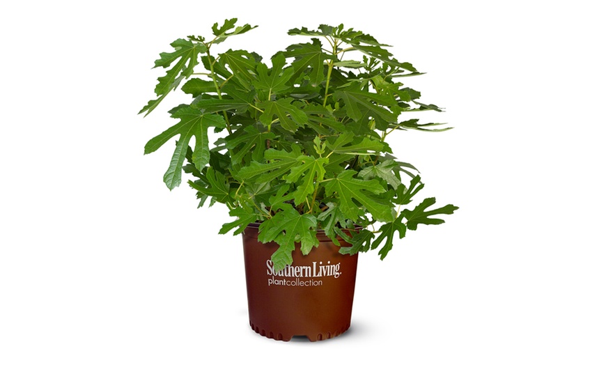 Image 12: 1, 2 or 3 Potted Fruit Plant Collections