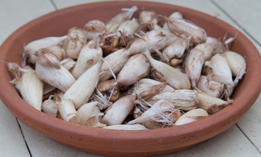 Image 7: Scented Freesia Mixed Colour Bulbs