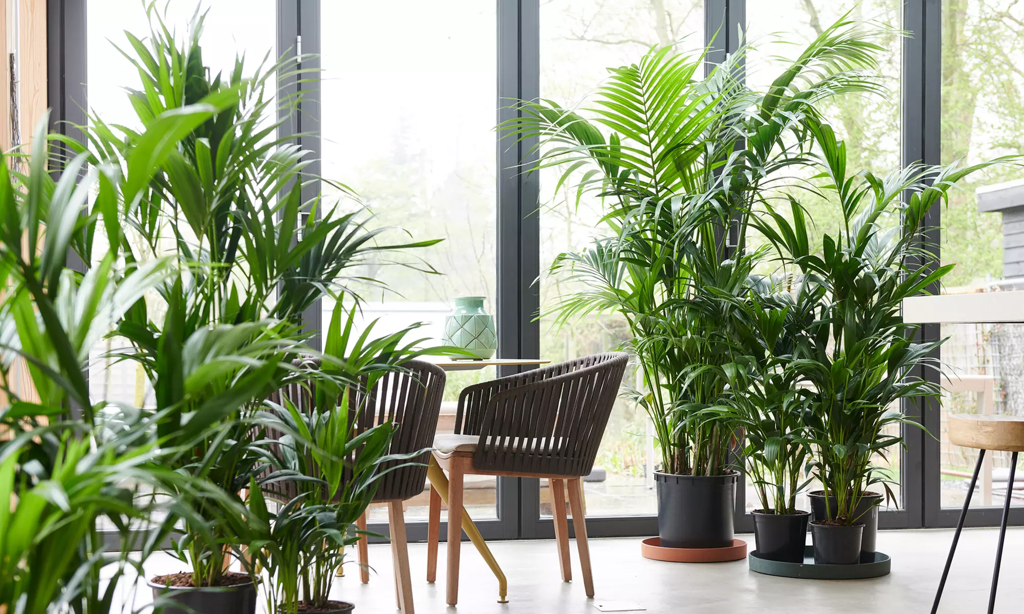 Palmera de crecimiento lento Howea Forsteriana - Primary Image