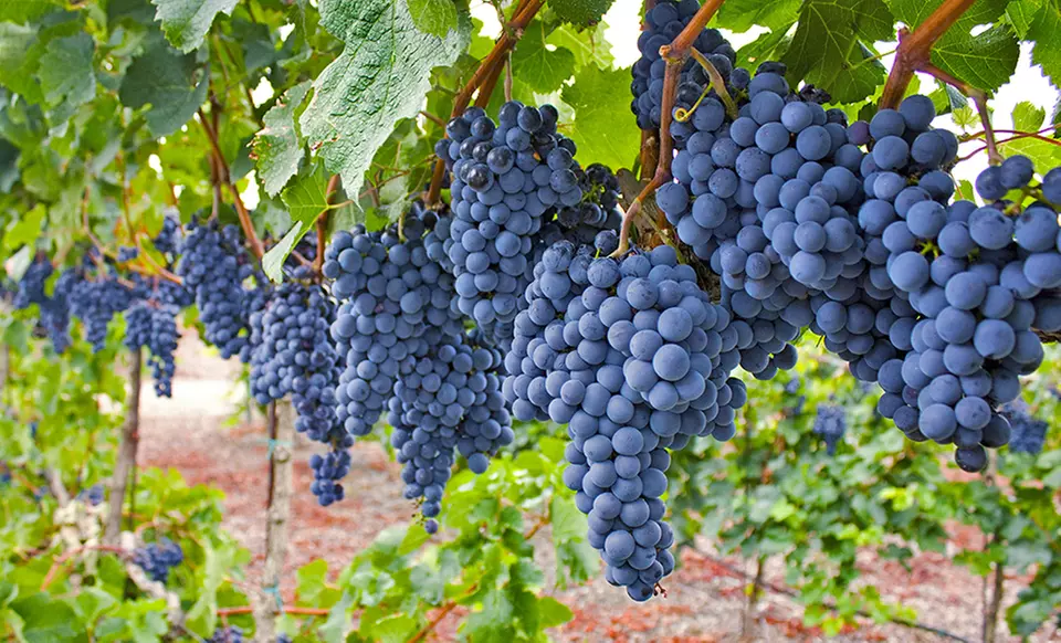 Grow Your Own Grape Vines Bare Root Plant - Primary Image