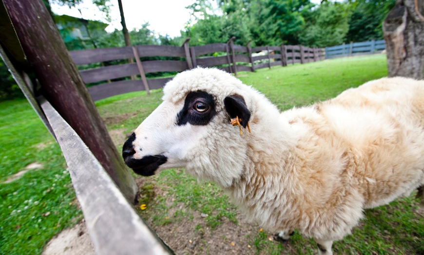 Image 3: Do 30% zniżki na Zoo/Park safari w Gospodarstwo Agroturystyczno – Edukacyjne „Zwierzyniec Kopytkowo”