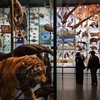 Image 4: American Museum of Natural History - Admission & Special Exhibitions