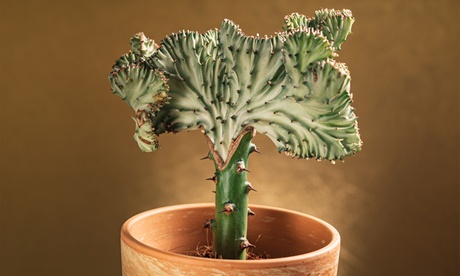 Se di 2 o 4 piante Candlestick Cactus Euphorbia lactea