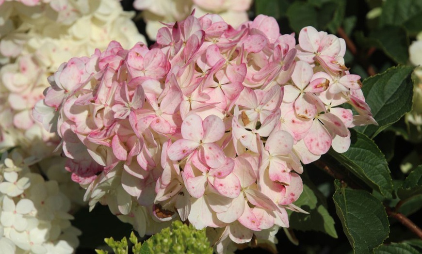 Image 3: Hortensia Pink Diamond 