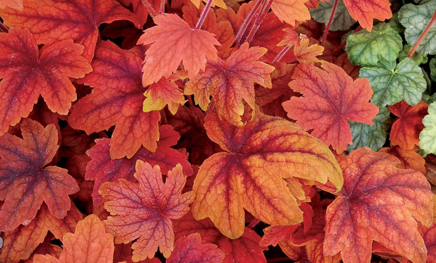 Image 4: Three or Six Plants of Heucherella Trailing Collection