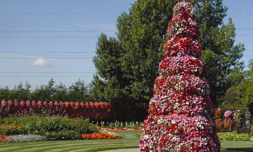 Image 4: Summer Bedding Plant Collection