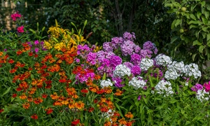 Fragrant Phlox Paniculta Mixed Collection - 6 or 12 Plants