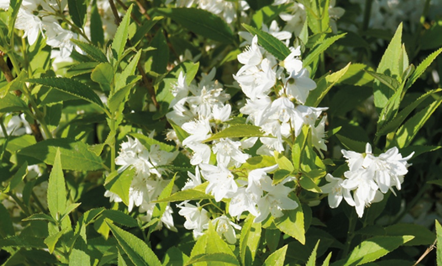 Image 1: Japanese Snow Flower