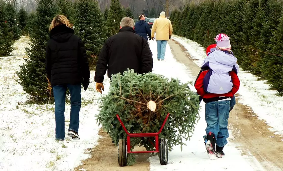Fresh-Cut Christmas Trees Delivered to Your Door. Multiple Heights Available from $55–$105. - Primary Image