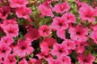 Up to 100 Petunia Surfina Mixed Plants - Image 3