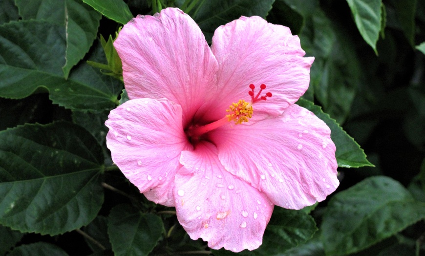 Image 12: Hibiscus rustiques