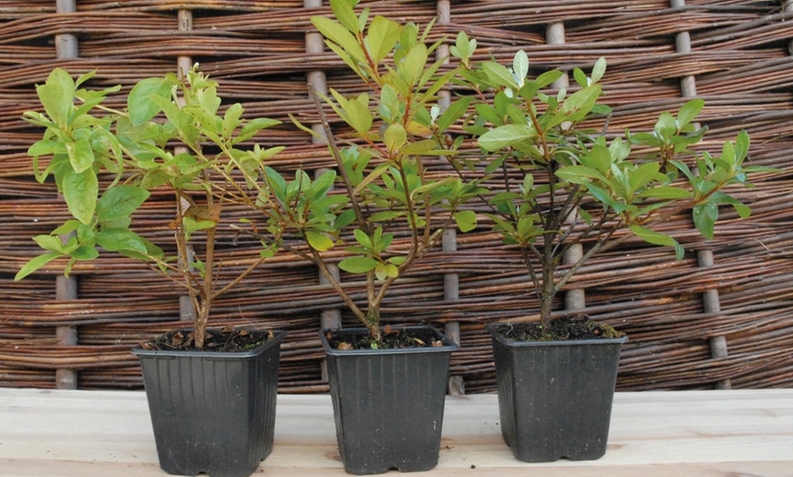 Image 6: Up to Four Hardy Dwarf Azaleas Collection Plants