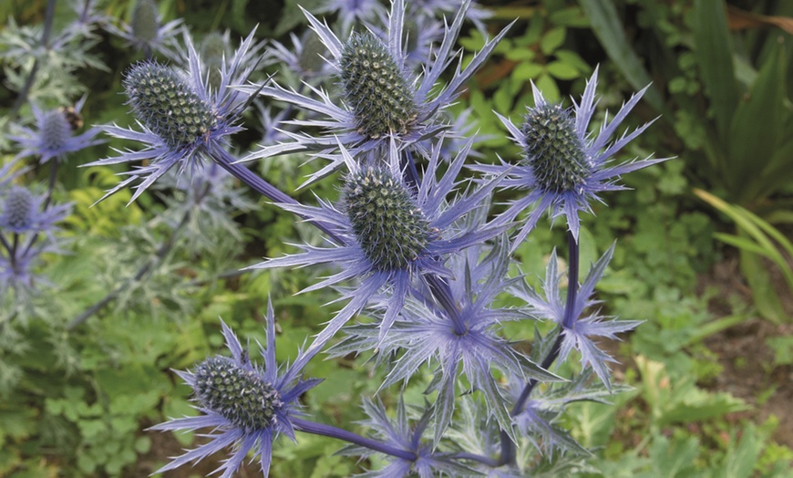 Five or Ten Eryngium Sea Holly 'Blue Steel' Bare Root Plants | Groupon