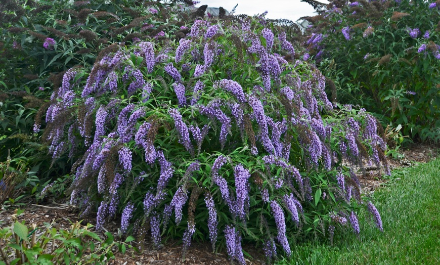 Image 2: Arbuste Buddleia Wisteria Lane