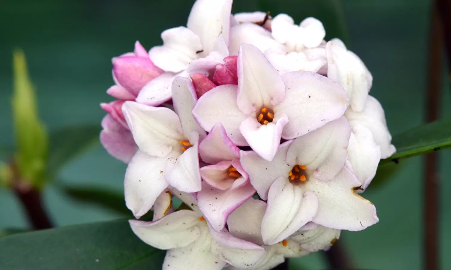 2 et 3 Daphne Eternal Fragrance, 10-15 cm à la livraison pot inclus - Second Medium