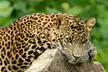 Découvrez 60 espèces d'animaux des 5 continents avec 1 ou 2 entrées adulte et/ou enfant au zoo de Maubeuge - Second Medium
