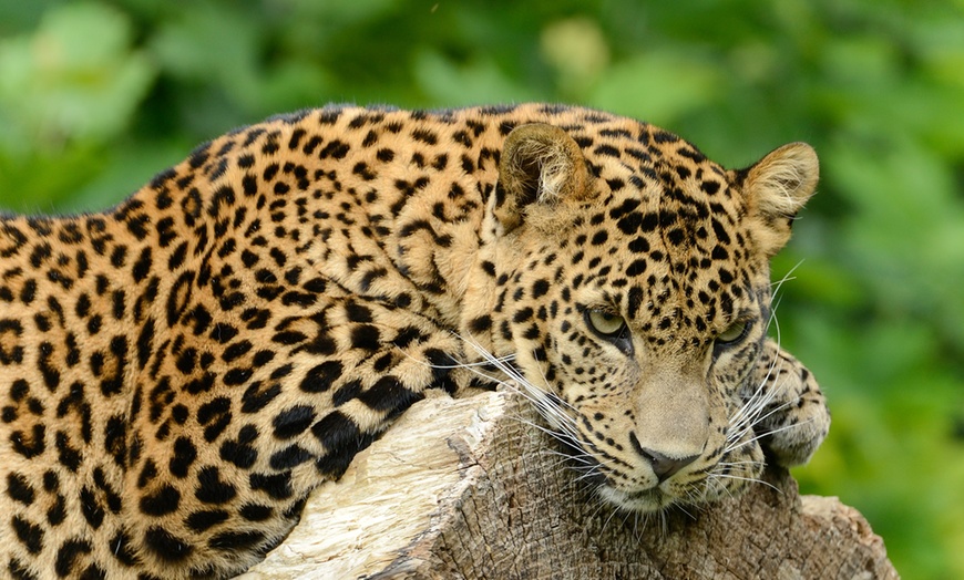 Image 2: Plongez dans la faune et la flore luxuriante du Zoo de Maubeuge