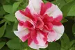 Scented Petunia Frills and Spills, 5, 10 or 20 Plants - Image 4