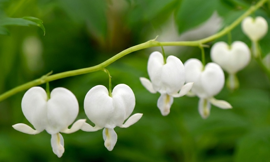 Image 5: One or Two Dicentra Spectabilis Spring Perennial, Large Root Clump