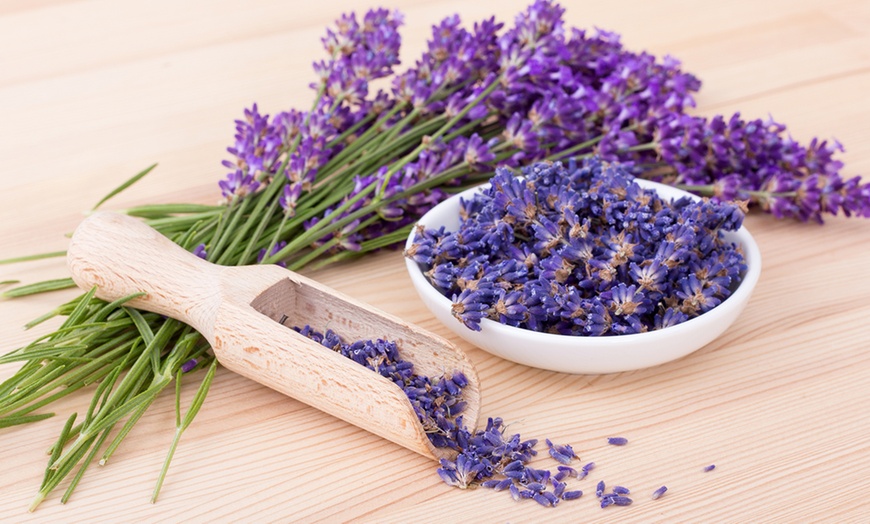 Image 1: Set of Lavender Plants