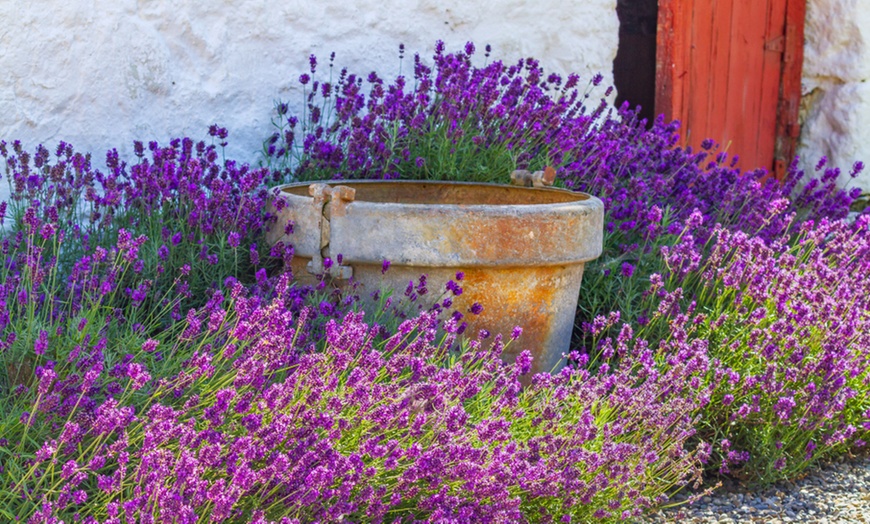 Image 3: Set of Lavender Plants