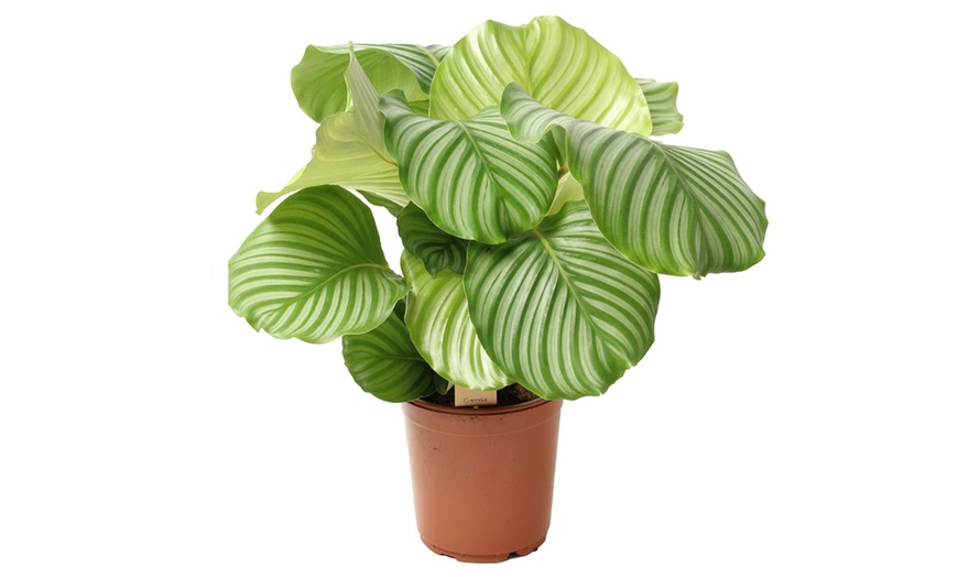 Image 5: Calathea, keuze uit 3 variëteiten