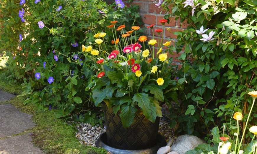 Image 2: Hardy Gerbera 'Cheeky' Potted Plants
