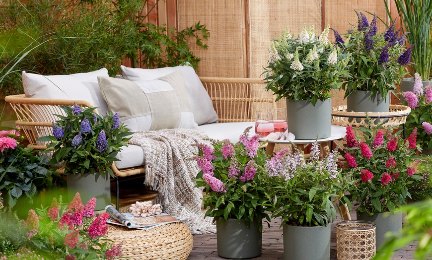 Image 7: Set van 2 kleine Buddleja vlinderstruiken 