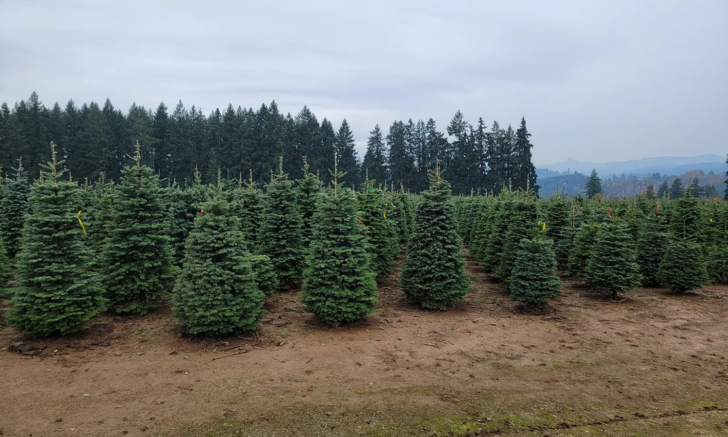 Bring Home a Beautiful Douglas Fir Tree upto 8ft