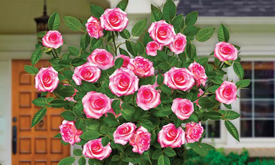 4er- oder 6er-Set Stammrosen