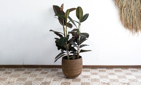 Pianta di Fico del caucciù con vaso incluso