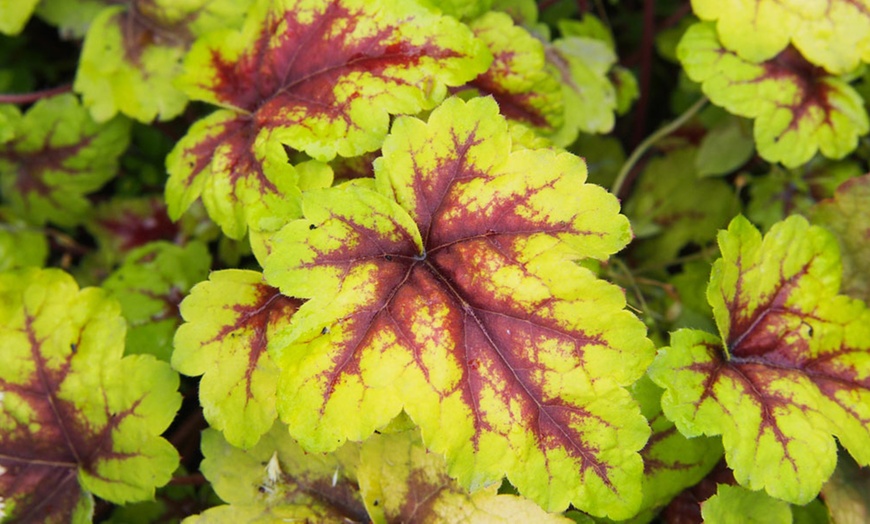 Image 1: Heucherella Trailing Collection -Three or Six Plants