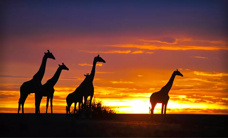 Eight-Day Kenya Tour with Roundtrip Airfare and Hotels from Friendly Planet Travel - Primary Image