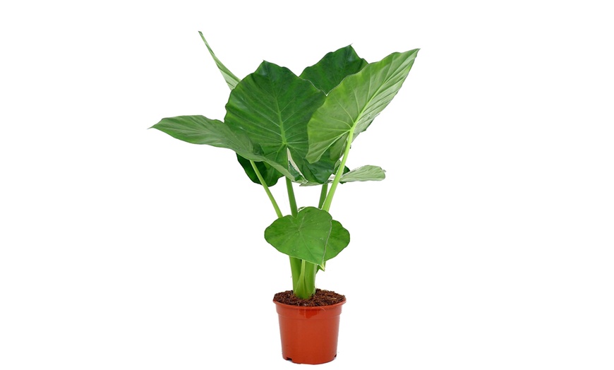 Image 7: XL Alocasia Indoor Plant