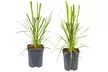 Lot de 2 ou 4 herbes de la pampa "Cortaderia selloana Pumila", grande taille - Image 5