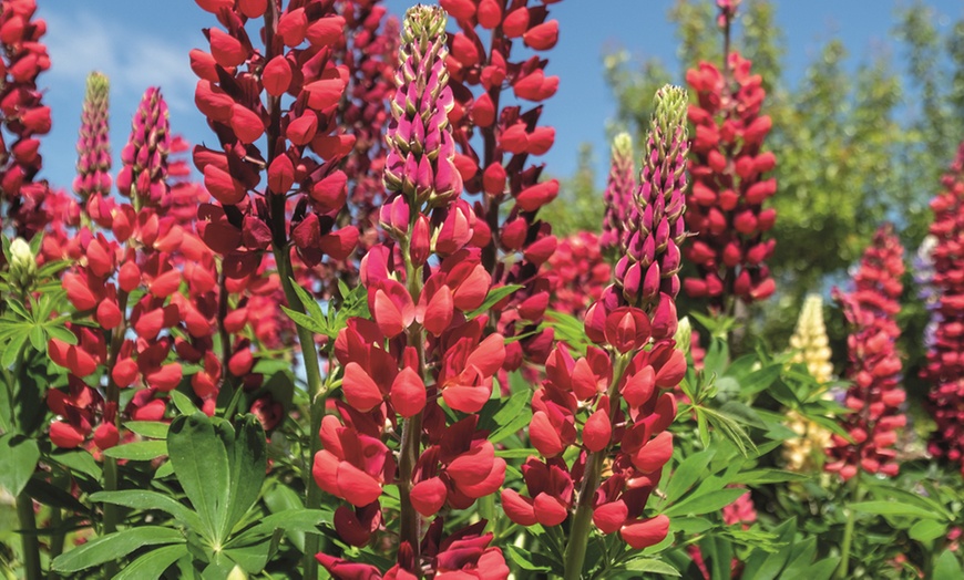 Image 1: 5 or 10 Lupin My Castle Red Bare Roots 